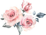 玫瑰花