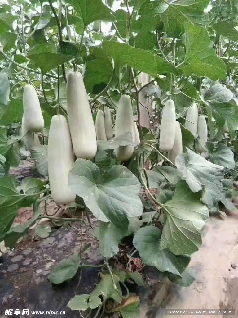 甜瓜