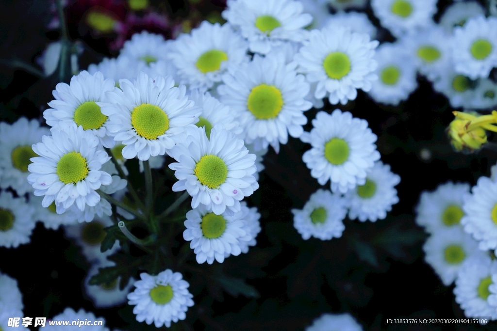 雏菊