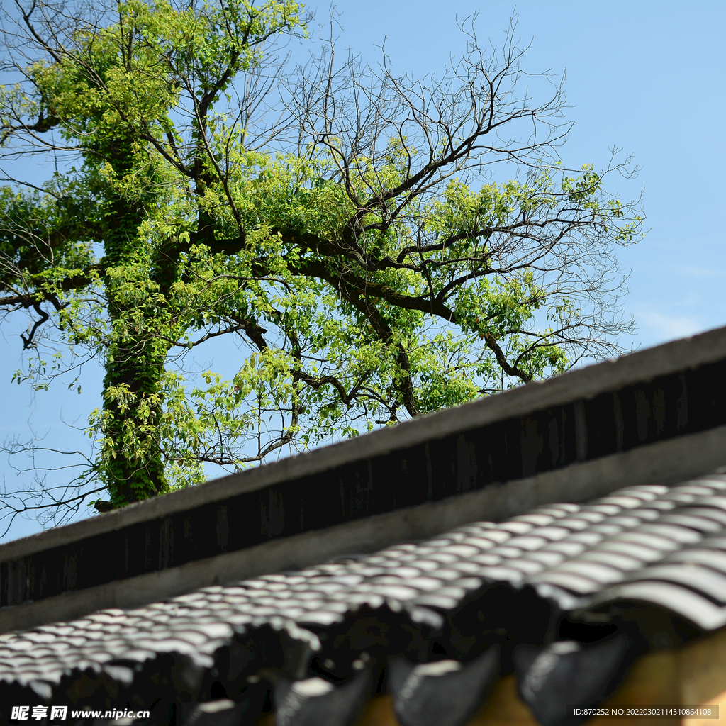 杭州龙井山小院外