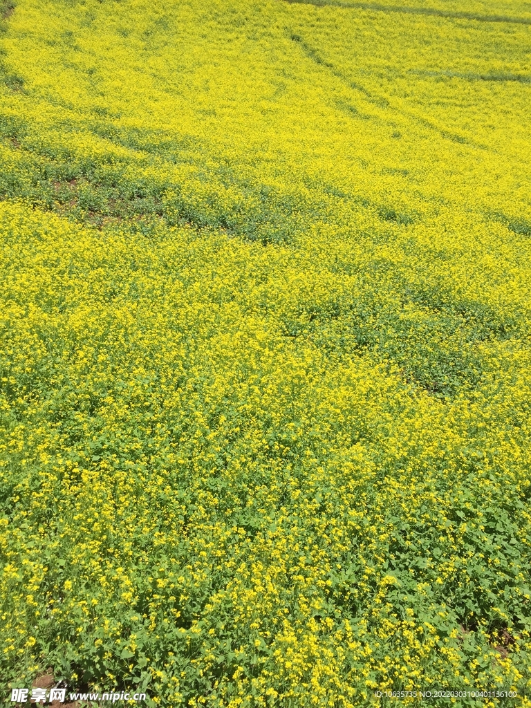 油菜花