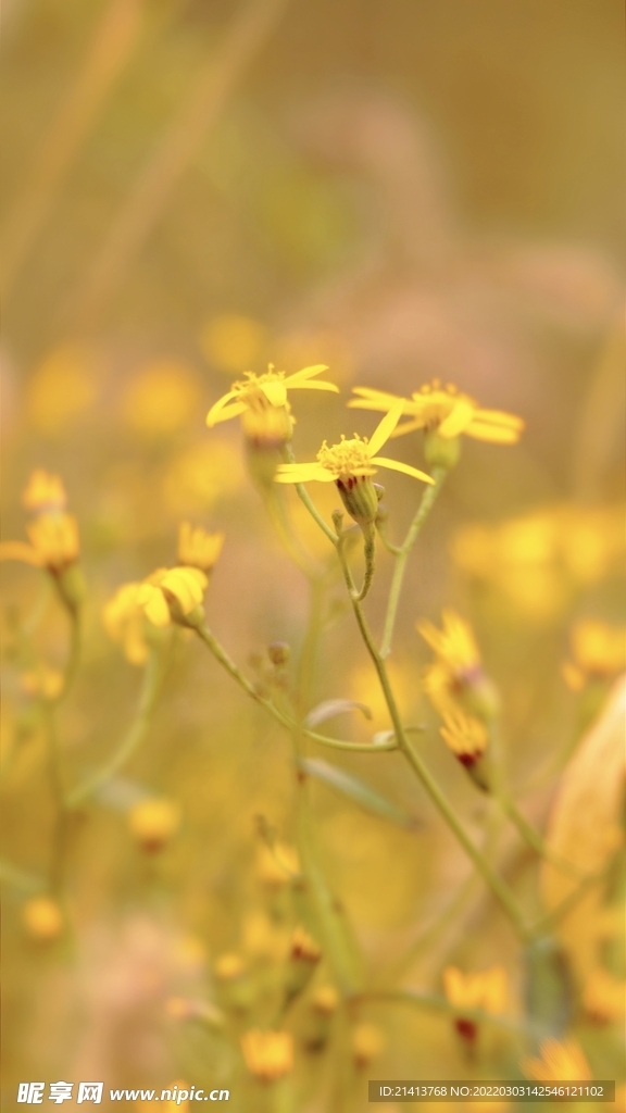 小雏菊菊花 