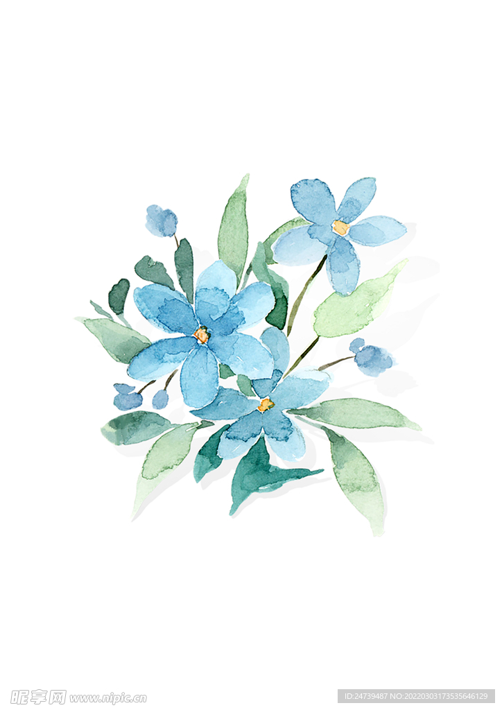蓝色花朵 素材水彩画