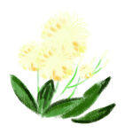 手绘蒲公英