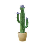 植物仙人掌