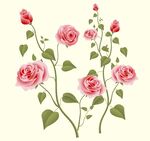 玫瑰花