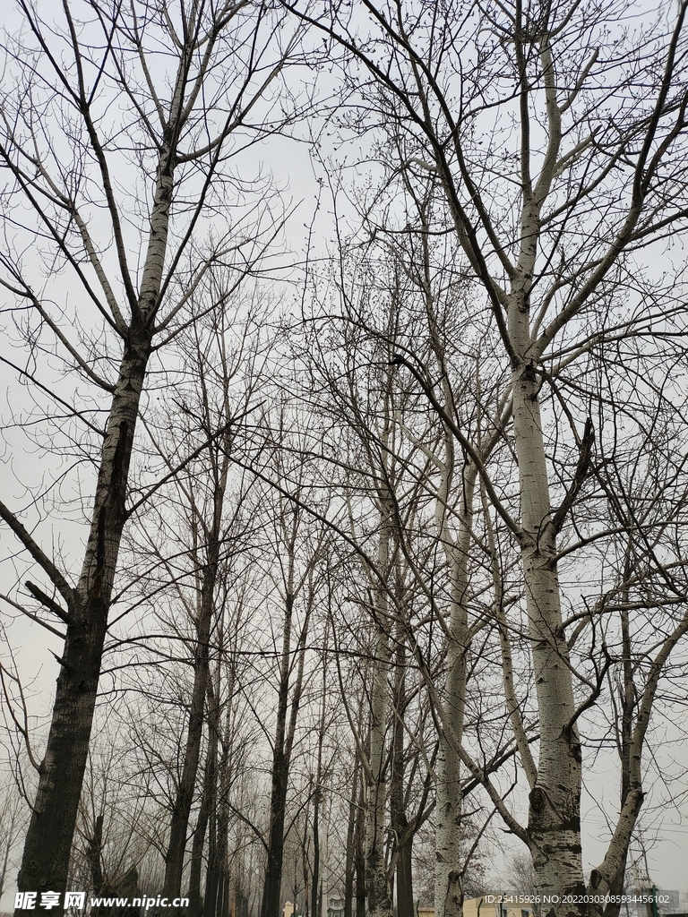 树