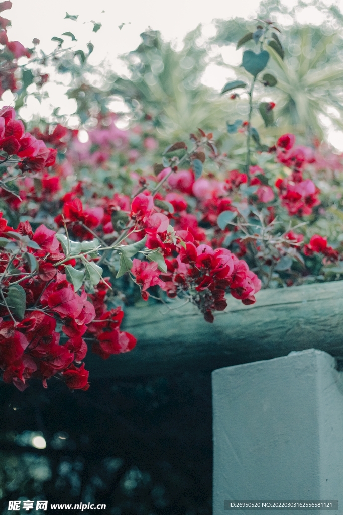 花