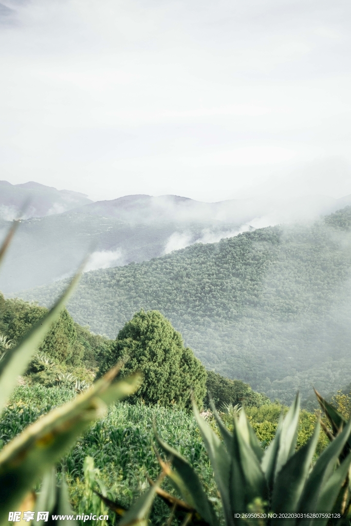 风景