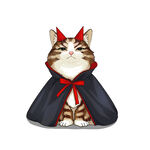 猫              