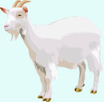 山羊