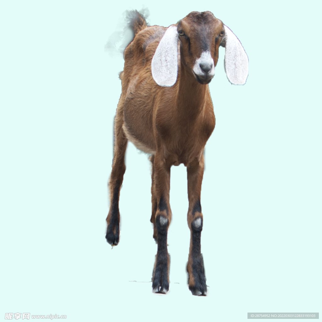 山羊