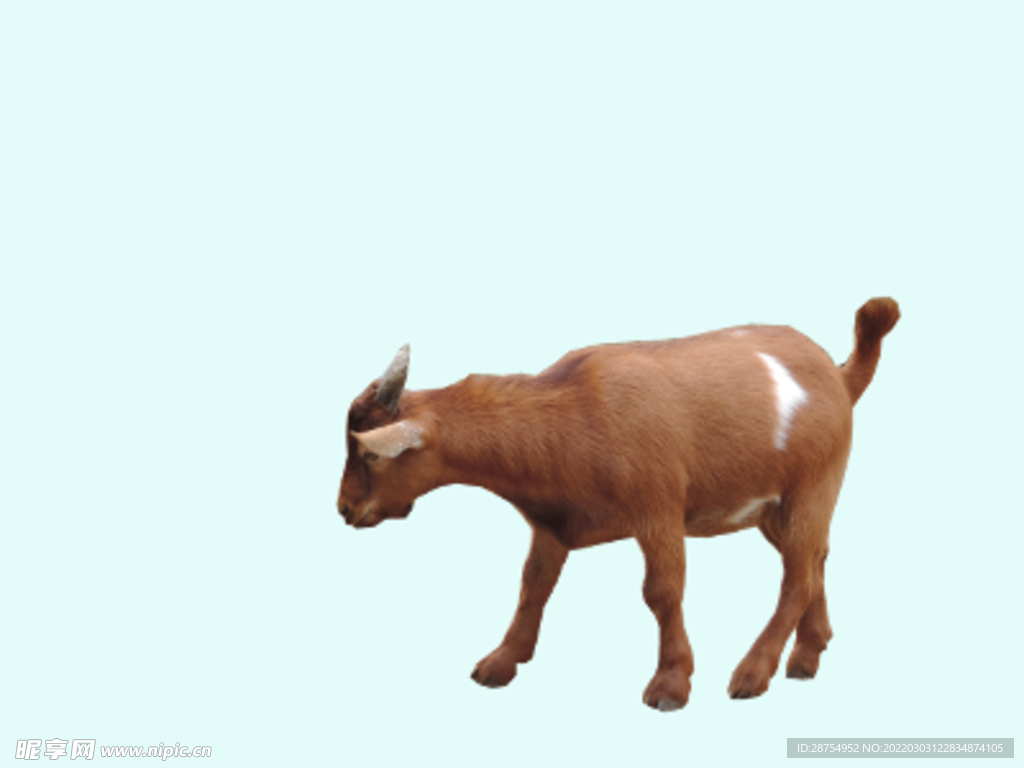 山羊