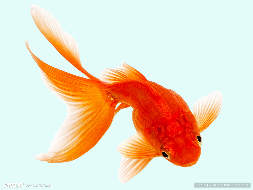 Goldfish Wallpapers - WallpaperSafari