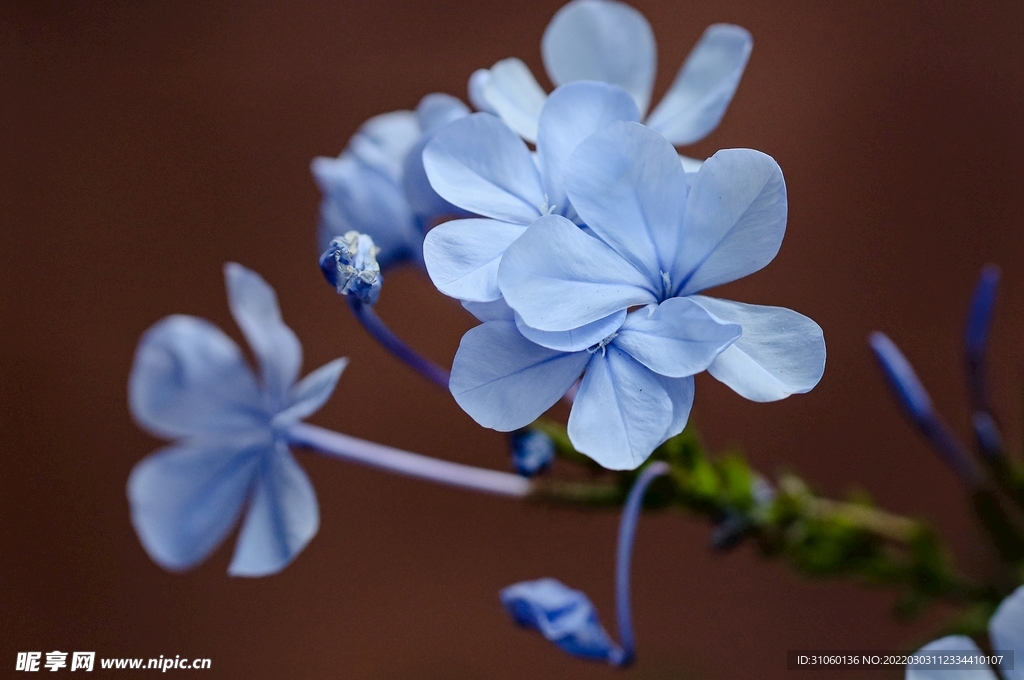 蓝花
