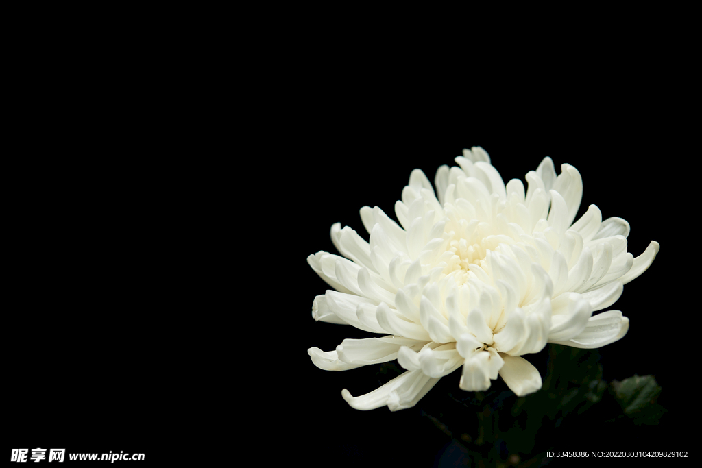 清明节静物白色菊花