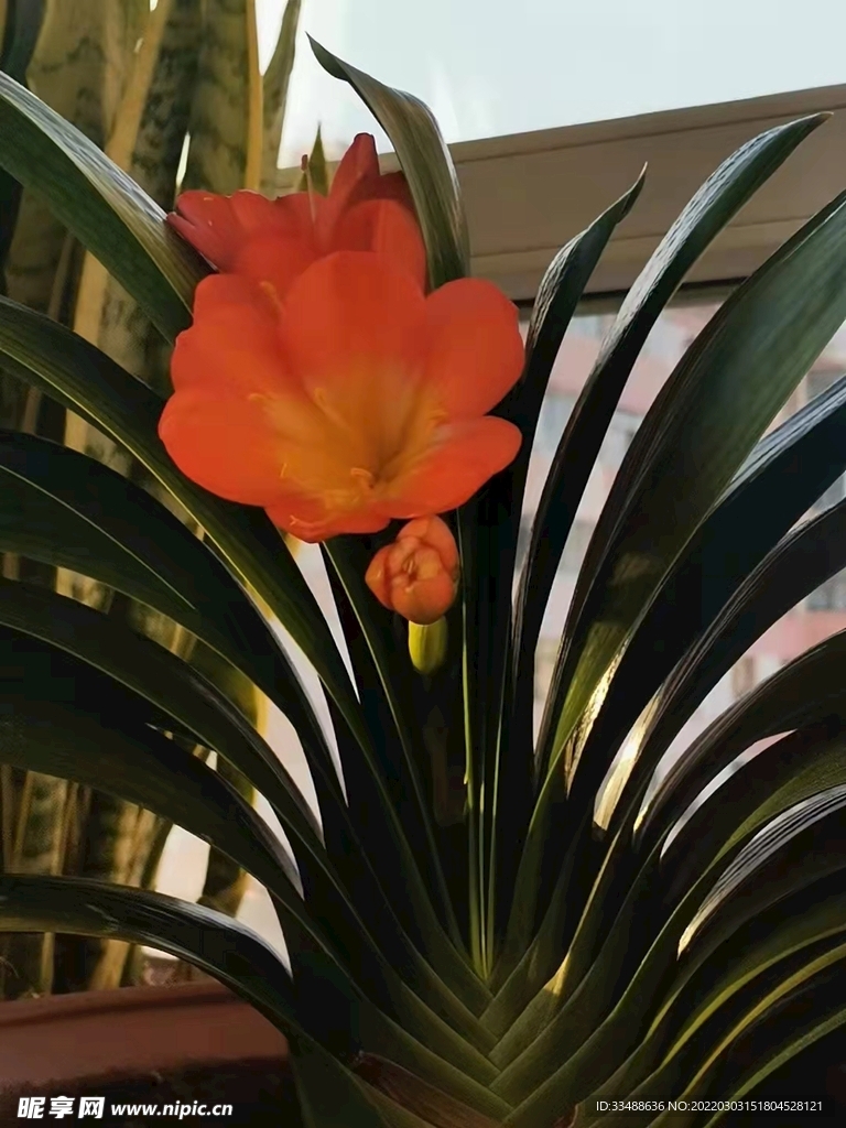 君子兰   花