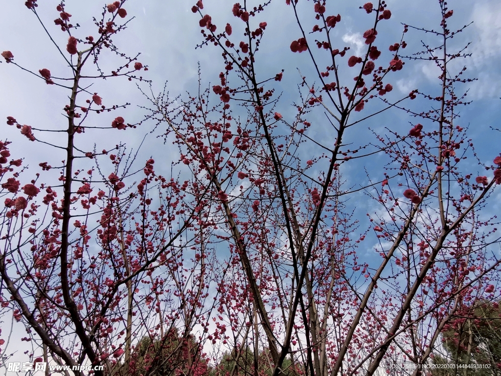 春暖花开