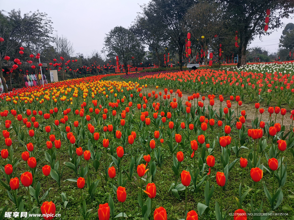 郁金香花海