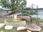 罗汉松造型