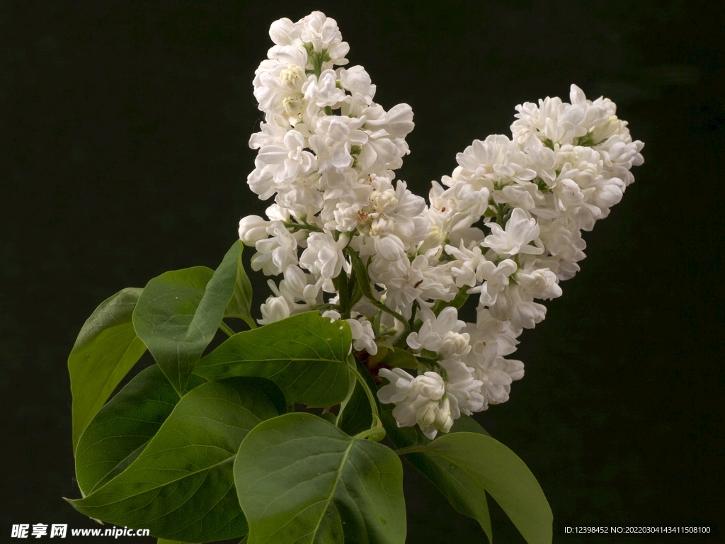 白色丁香花