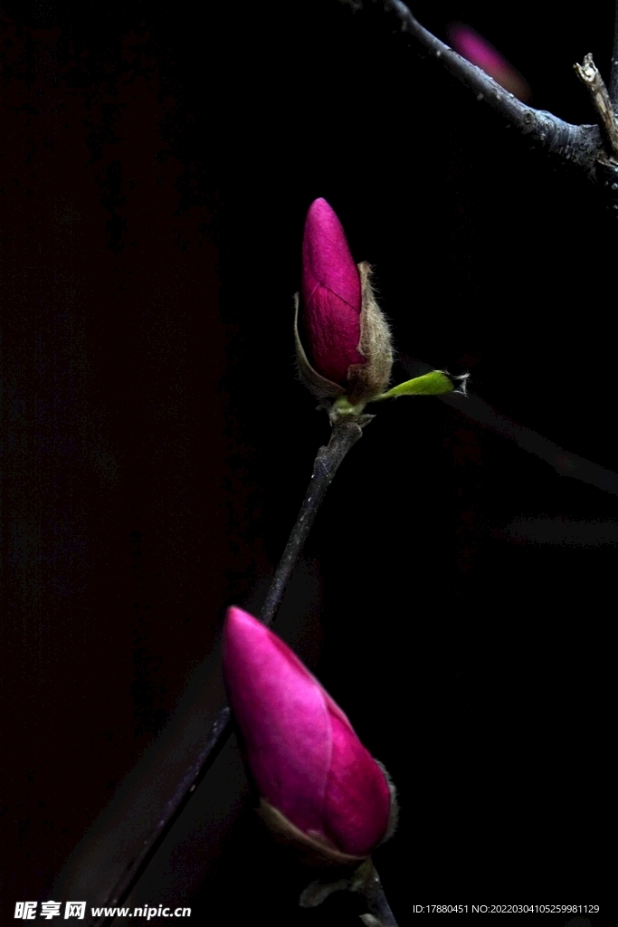 花卉