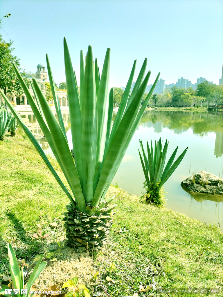 鹿江公园植物