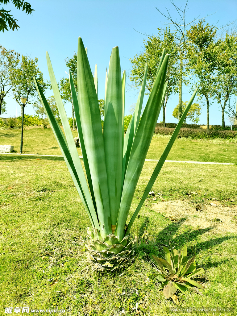 鹿江公园植物