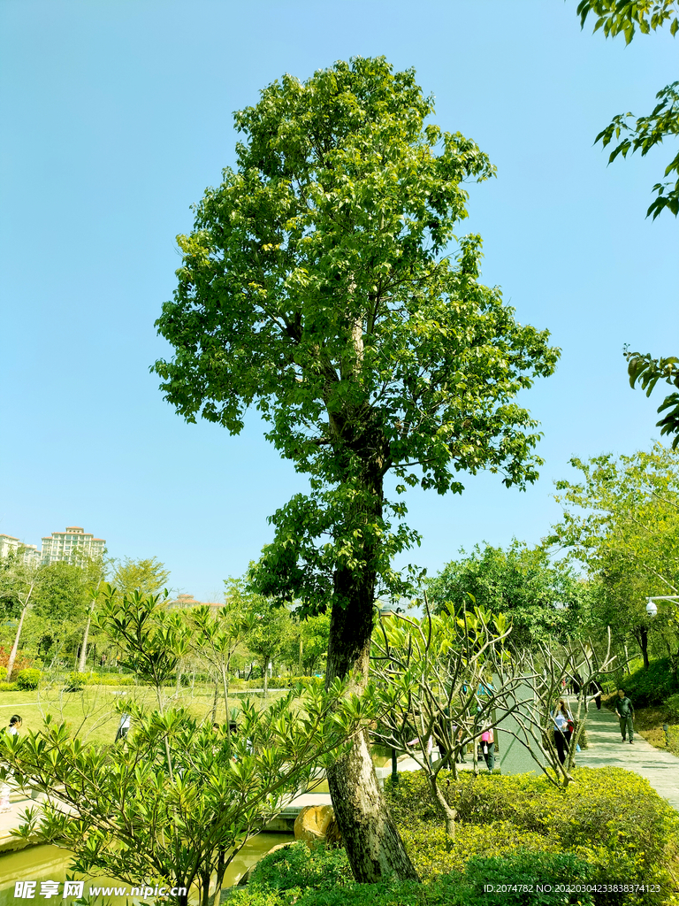 鹿江公园树木