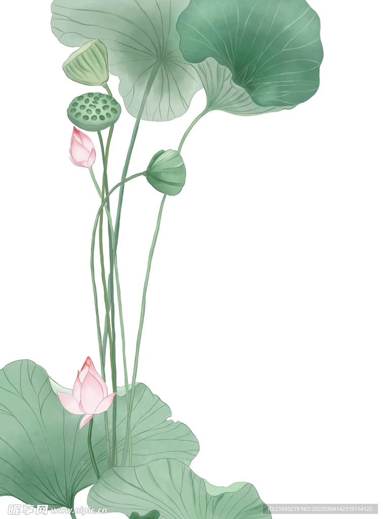  荷花水墨画 