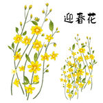 迎春花