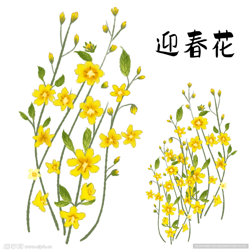 迎春花