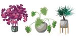绿植素材