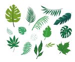 植物树叶