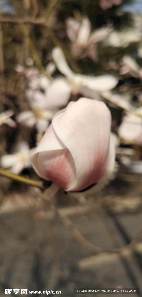 星花玉兰  木兰  花苞