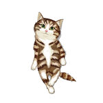 猫              