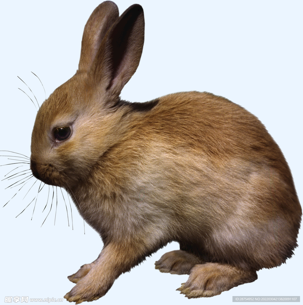 兔子