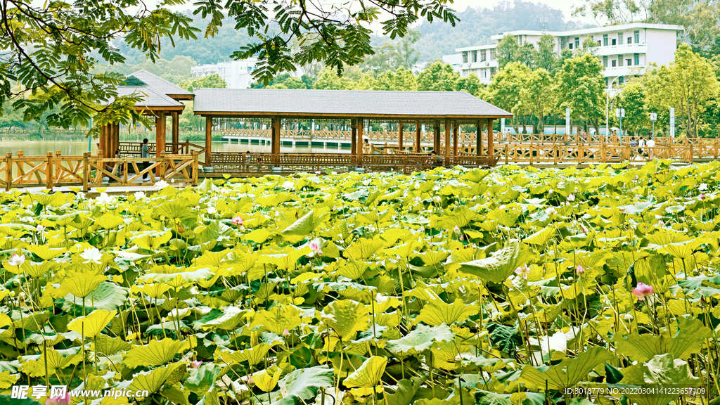 大学校园 