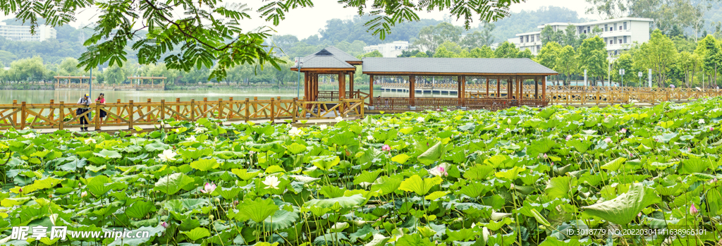 荷花池