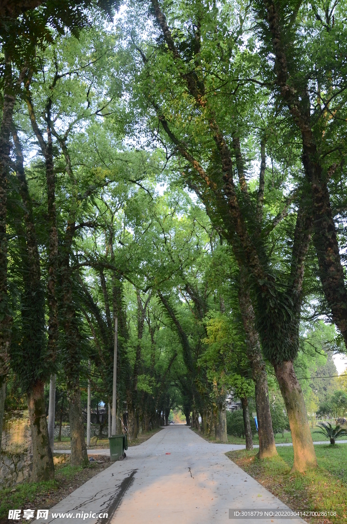 树荫