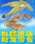 猷蠓黄鱼