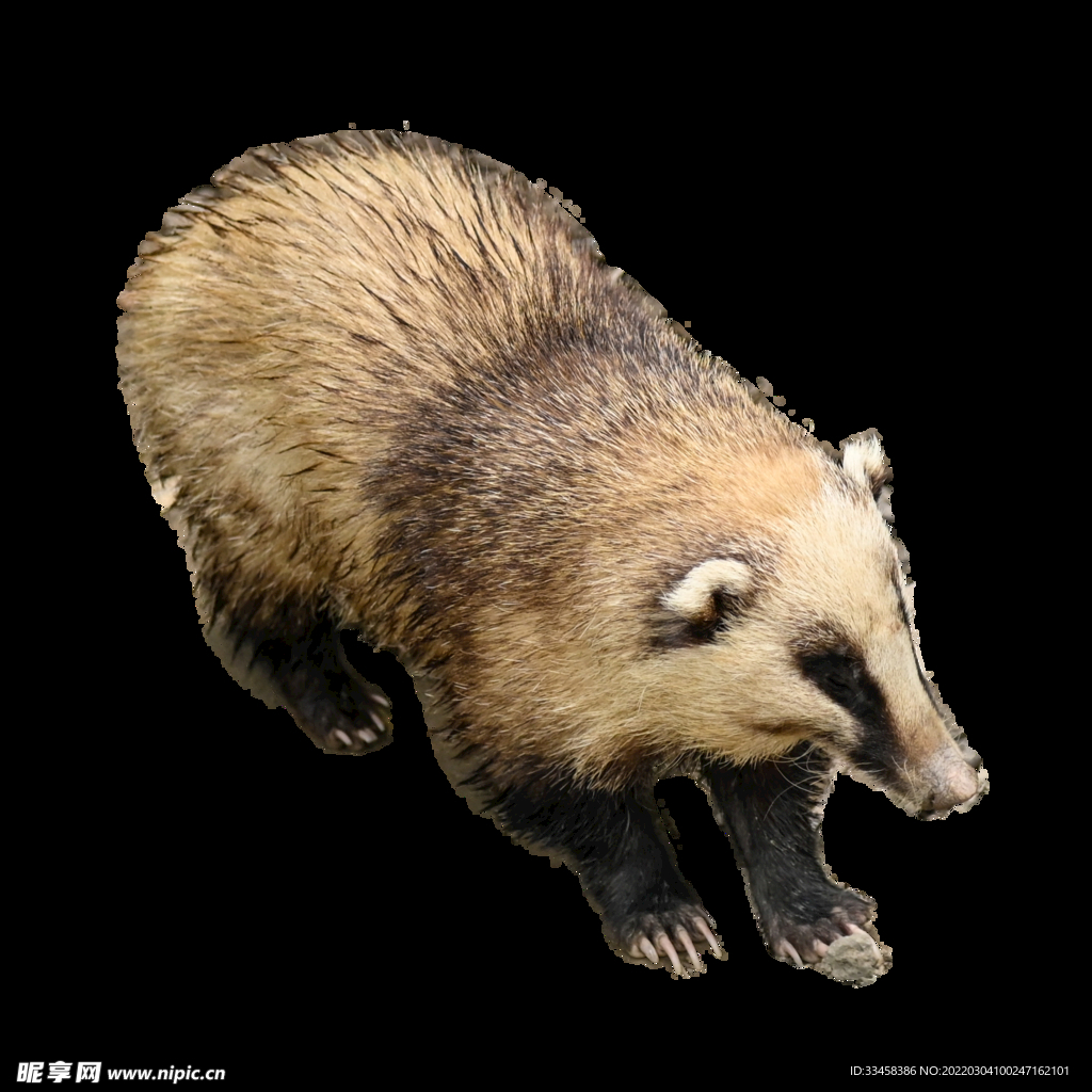 猪獾棕色动物