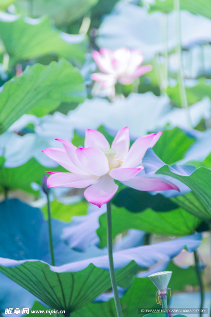夏季荷花