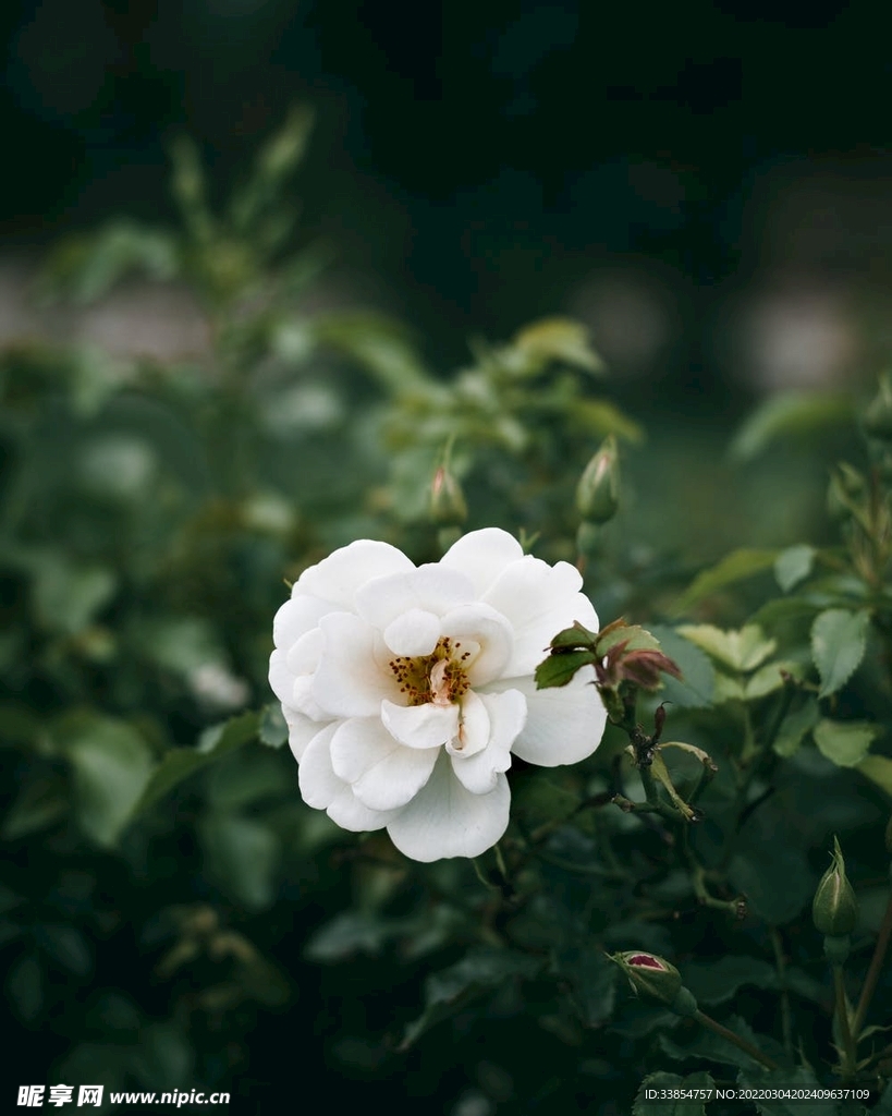 花