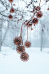 雪地