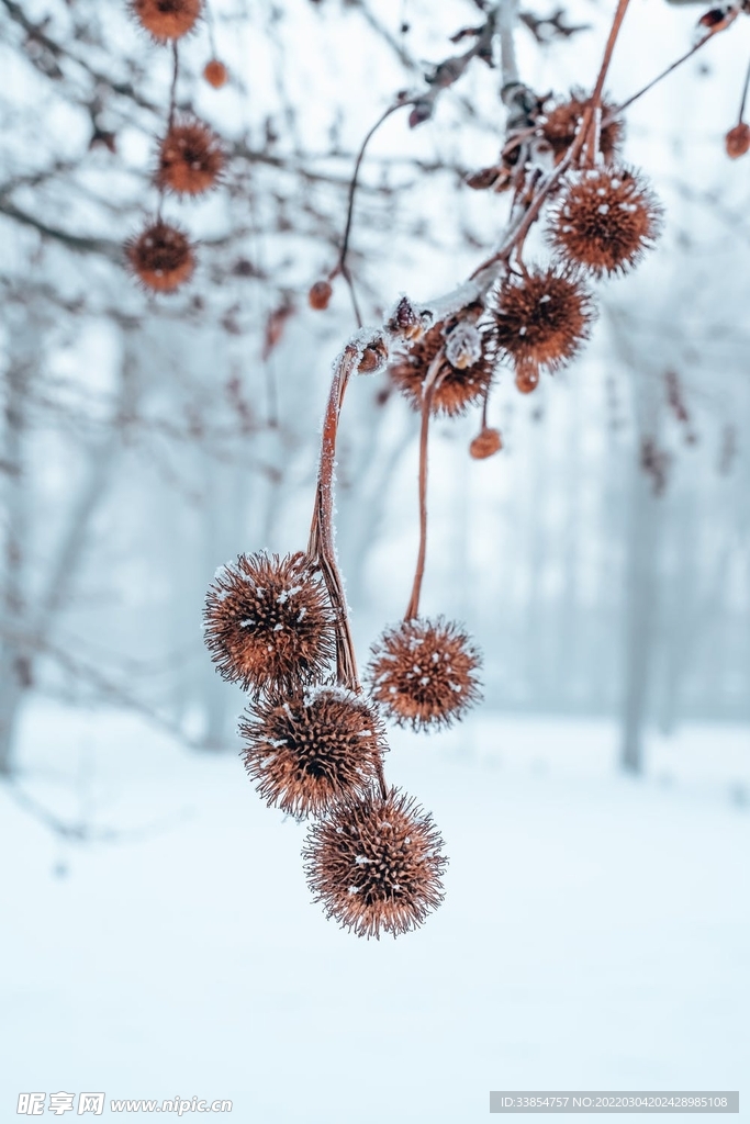 雪地
