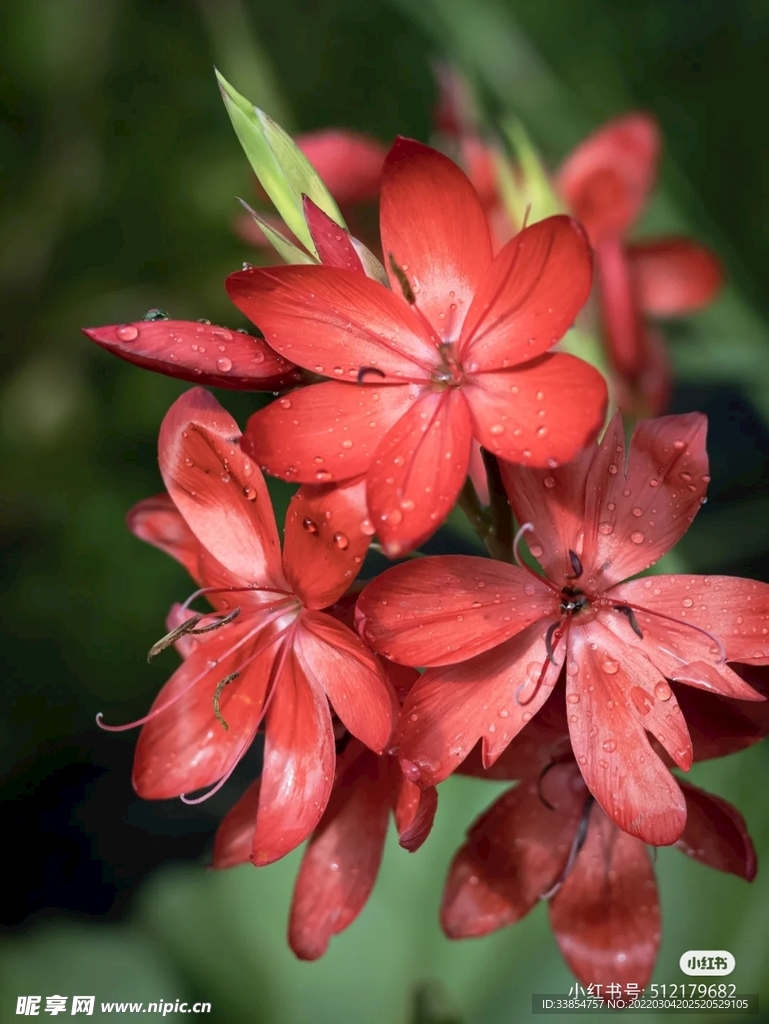 花