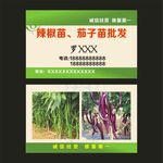 辣椒苗茄子苗名片