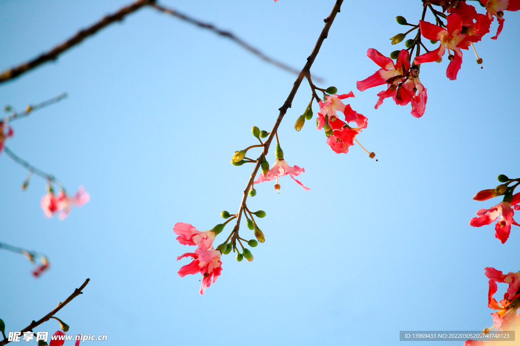 树木 花 公园 自然 色彩