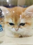 可爱的猫